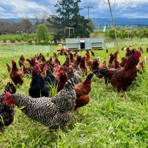 Whole Chicken Broiler Deposit